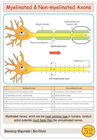 Biswarup Majumder | Bio-World
Myelinated & Non-myelinated Axons
Myelinated nerves, which are the most common type in humans, conduct
action potential much faster than the unmyelinated nerves.
32
 