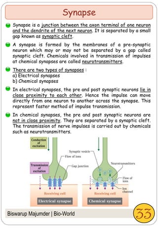 Biswarup Majumder | Bio-World
Synapse
Synapse is a junction between the axon terminal of one neuron
and the dendrite of the next neuron. It is separated by a small
gap known as synaptic cleft.
A synapse is formed by the membranes of a pre-synaptic
neuron which may or may not be separated by a gap called
synaptic cleft. Chemicals involved in transmission of impulses
at chemical synapses are called neurotransmitters.
There are two types of synapses :
a) Electrical synapses
b) Chemical synapses
In electrical synapses, the pre and post synaptic neurons lie in
close proximity to each other. Hence the impulse can move
directly from one neuron to another across the synapse. This
represent faster method of impulse transmission.
In chemical synapses, the pre and post synaptic neurons are
not in close proximity. They are separated by a synaptic cleft.
The transmission of nerve impulses is carried out by chemicals
such as neurotransmitters.
33
 