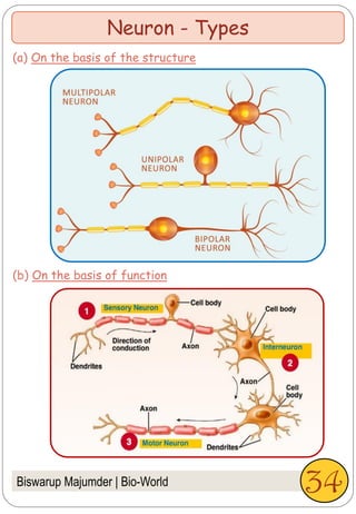 Biswarup Majumder | Bio-World
Neuron - Types
(a) On the basis of the structure
(b) On the basis of function
34
 