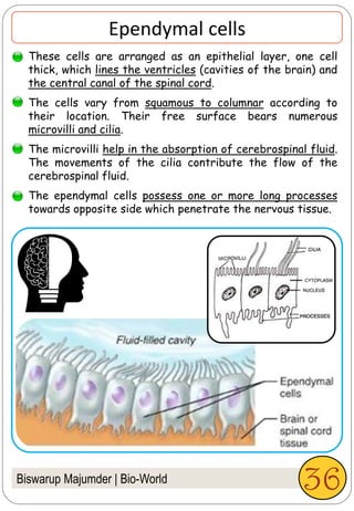 Biswarup Majumder | Bio-World
Ependymal cells
These cells are arranged as an epithelial layer, one cell
thick, which lines the ventricles (cavities of the brain) and
the central canal of the spinal cord.
The cells vary from squamous to columnar according to
their location. Their free surface bears numerous
microvilli and cilia.
The microvilli help in the absorption of cerebrospinal fluid.
The movements of the cilia contribute the flow of the
cerebrospinal fluid.
The ependymal cells possess one or more long processes
towards opposite side which penetrate the nervous tissue.
36
 