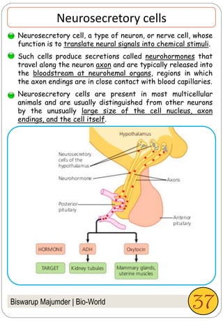 Biswarup Majumder | Bio-World
Neurosecretory cells
Neurosecretory cell, a type of neuron, or nerve cell, whose
function is to translate neural signals into chemical stimuli.
Such cells produce secretions called neurohormones that
travel along the neuron axon and are typically released into
the bloodstream at neurohemal organs, regions in which
the axon endings are in close contact with blood capillaries.
Neurosecretory cells are present in most multicellular
animals and are usually distinguished from other neurons
by the unusually large size of the cell nucleus, axon
endings, and the cell itself.
37
 