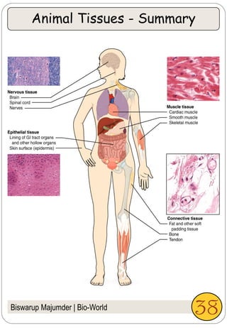 Biswarup Majumder | Bio-World 38
Animal Tissues - Summary
 