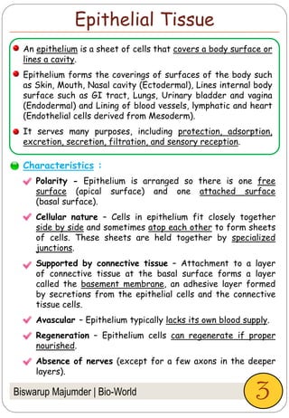 Polarity - Epithelium is arranged so there is one free
surface (apical surface) and one attached surface
(basal surface).
Cellular nature – Cells in epithelium fit closely together
side by side and sometimes atop each other to form sheets
of cells. These sheets are held together by specialized
junctions.
Supported by connective tissue – Attachment to a layer
of connective tissue at the basal surface forms a layer
called the basement membrane, an adhesive layer formed
by secretions from the epithelial cells and the connective
tissue cells.
Avascular – Epithelium typically lacks its own blood supply.
Regeneration – Epithelium cells can regenerate if proper
nourished.
Absence of nerves (except for a few axons in the deeper
layers).
Biswarup Majumder | Bio-World 3
Epithelial Tissue
An epithelium is a sheet of cells that covers a body surface or
lines a cavity.
Epithelium forms the coverings of surfaces of the body such
as Skin, Mouth, Nasal cavity (Ectodermal), Lines internal body
surface such as GI tract, Lungs, Urinary bladder and vagina
(Endodermal) and Lining of blood vessels, lymphatic and heart
(Endothelial cells derived from Mesoderm).
It serves many purposes, including protection, adsorption,
excretion, secretion, filtration, and sensory reception.
Characteristics :
 