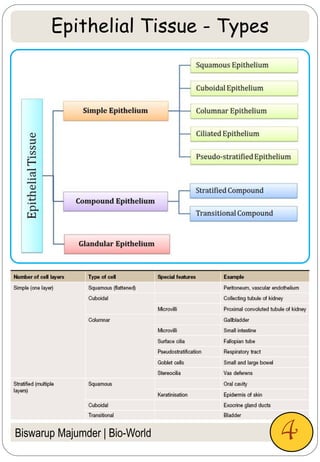 Biswarup Majumder | Bio-World
Epithelial Tissue - Types
4
 