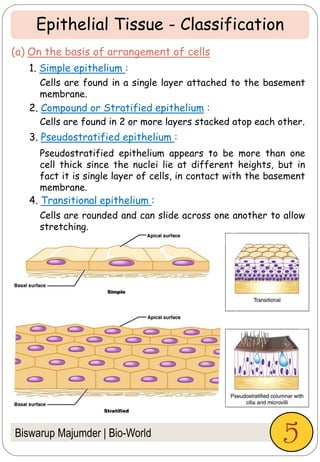 Biswarup Majumder | Bio-World
(a) On the basis of arrangement of cells
1. Simple epithelium :
2. Compound or Stratified epithelium :
3. Pseudostratified epithelium :
4. Transitional epithelium :
Cells are found in a single layer attached to the basement
membrane.
Cells are found in 2 or more layers stacked atop each other.
Pseudostratified epithelium appears to be more than one
cell thick since the nuclei lie at different heights, but in
fact it is single layer of cells, in contact with the basement
membrane.
Cells are rounded and can slide across one another to allow
stretching.
Epithelial Tissue - Classification
5
 