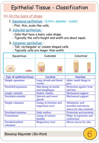 Biswarup Majumder | Bio-World
(b) On the basis of shape
1. Squamous epithelium : (Latin, squama - scale)
2. Cuboidal epithelium :
3. Columnar epithelium :
- Flat, thin, scale-like cells,
- Cells that have a basic cube shape.
- Typically the cell’s height and width are about equal.
- Tall, rectangular or column shaped cells.
- Typically cells are longer than width.
Epithelial Tissue - Classification
Squamous Cuboidal Columnar
6
 