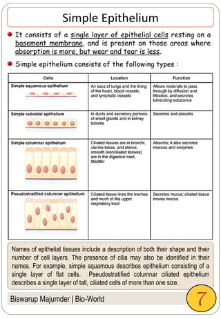 Names of epithelial tissues include a description of both their shape and their
number of cell layers. The presence of cilia may also be identified in their
names. For example, simple squamous describes epithelium consisting of a
single layer of flat cells. Pseudostratified columnar ciliated epithelium
describes a single layer of tall, ciliated cells of more than one size.
Biswarup Majumder | Bio-World
Simple Epithelium
It consists of a single layer of epithelial cells resting on a
basement membrane, and is present on those areas where
absorption is more, but wear and tear is less.
Simple epithelium consists of the following types :
7
 