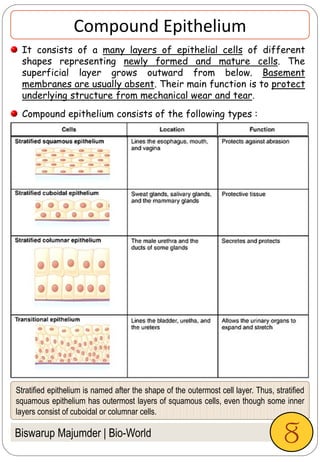 Stratified epithelium is named after the shape of the outermost cell layer. Thus, stratified
squamous epithelium has outermost layers of squamous cells, even though some inner
layers consist of cuboidal or columnar cells.
Biswarup Majumder | Bio-World
Compound Epithelium
It consists of a many layers of epithelial cells of different
shapes representing newly formed and mature cells. The
superficial layer grows outward from below. Basement
membranes are usually absent. Their main function is to protect
underlying structure from mechanical wear and tear.
Compound epithelium consists of the following types :
8
 