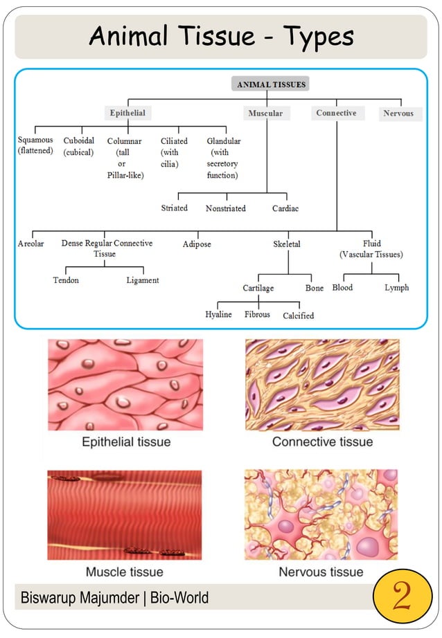 Animal Tissues