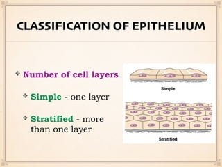 CLASSIFICATION OF EPITHELIUM
Number of cell layers
Simple - one layer
Stratified - more
than one layer
 