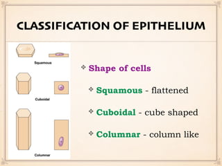 CLASSIFICATION OF EPITHELIUM
Shape of cells
Squamous - flattened
Cuboidal - cube shaped
Columnar - column like
 