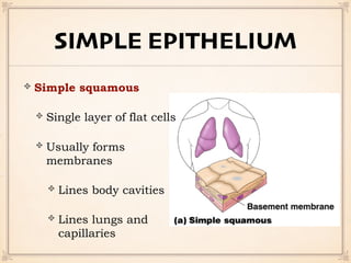 SIMPLE EPITHELIUM
Simple squamous
Single layer of flat cells
Usually forms
membranes
Lines body cavities
Lines lungs and
capillaries
 
