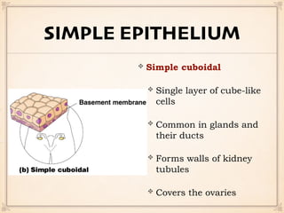 SIMPLE EPITHELIUM
Simple cuboidal
Single layer of cube-like
cells
Common in glands and
their ducts
Forms walls of kidney
tubules
Covers the ovaries
 