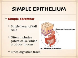 SIMPLE EPITHELIUM
Simple columnar
Single layer of tall
cells
Often includes
goblet cells, which
produce mucus
Lines digestive tract
 