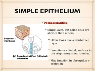 SIMPLE EPITHELIUM
Pseudostratified
Single layer, but some cells are
shorter than others
Often looks like a double cell
layer
Sometimes ciliated, such as in
the respiratory tract (trachea)
May function in absorption or
secretion
 
