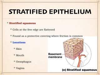 STRATIFIED EPITHELIUM
Stratified squamous
Cells at the free edge are flattened
Found as a protective covering where friction is common
Locations
Skin
Mouth
Oesophagus
Vagina
 