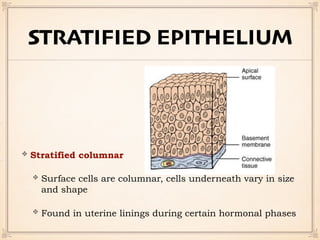 STRATIFIED EPITHELIUM
Stratified columnar
Surface cells are columnar, cells underneath vary in size
and shape
Found in uterine linings during certain hormonal phases
 