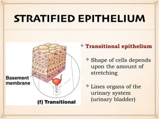 STRATIFIED EPITHELIUM
Transitional epithelium
Shape of cells depends
upon the amount of
stretching
Lines organs of the
urinary system
(urinary bladder)
 