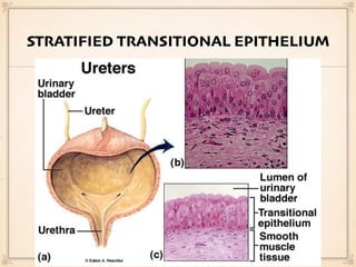 STRATIFIED TRANSITIONAL EPITHELIUM
 