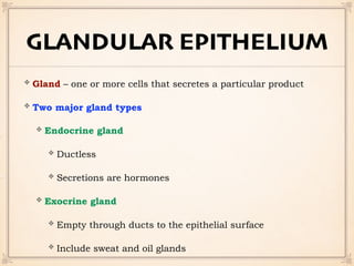 GLANDULAR EPITHELIUM
Gland – one or more cells that secretes a particular product
Two major gland types
Endocrine gland
Ductless
Secretions are hormones
Exocrine gland
Empty through ducts to the epithelial surface
Include sweat and oil glands
 