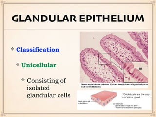Classification
Unicellular
Consisting of
isolated
glandular cells
GLANDULAR EPITHELIUM
 