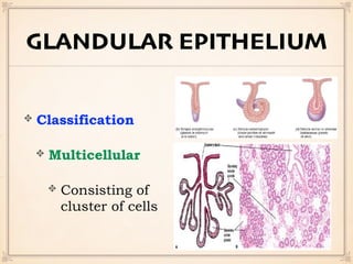 Classification
Multicellular
Consisting of
cluster of cells
GLANDULAR EPITHELIUM
 
