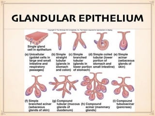 GLANDULAR EPITHELIUM
 