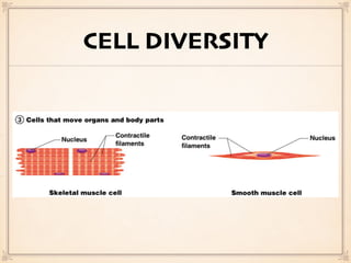 CELL DIVERSITY
 