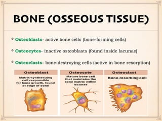 BONE (OSSEOUS TISSUE)
Osteoblasts- active bone cells (bone-forming cells)
Osteocytes- inactive osteoblasts (found inside lacunae)
Osteoclasts- bone-destroying cells (active in bone resorption)
 
