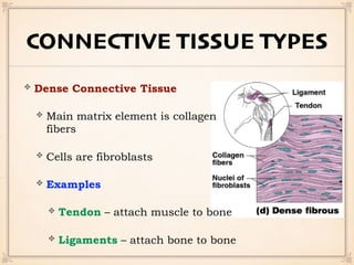 CONNECTIVE TISSUE TYPES
Dense Connective Tissue
Main matrix element is collagen
fibers
Cells are fibroblasts
Examples
Tendon – attach muscle to bone
Ligaments – attach bone to bone
 