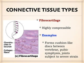 CONNECTIVE TISSUE TYPES
Fibrocartilage
Highly compressible
Examples
Forms cushion-like
discs between
vertebrae, pubic
symphysis, joints
subject to severe strain
 