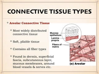 CONNECTIVE TISSUE TYPES
Areolar Connective Tissue
Most widely distributed
connective tissue
Soft, pliable tissue
Contains all fiber types
Found in dermis, superficial
fascia, subcutaneous layer,
mucous membranes, around
blood vessels & nerves etc.
 