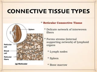 CONNECTIVE TISSUE TYPES
Reticular Connective Tissue
Delicate network of interwoven
fibers
Forms stroma (internal
supporting network) of lymphoid
organs
Lymph nodes
Spleen
Bone marrow
 