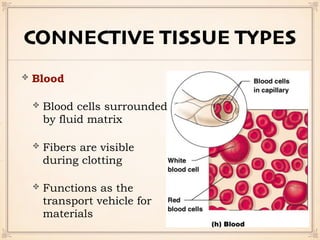 CONNECTIVE TISSUE TYPES
Blood
Blood cells surrounded
by fluid matrix
Fibers are visible
during clotting
Functions as the
transport vehicle for
materials
 