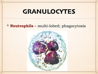 GRANULOCYTES
Neutrophils – multi-lobed; phagocytosis
 