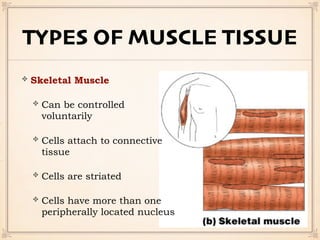 TYPES OF MUSCLE TISSUE
Skeletal Muscle
Can be controlled
voluntarily
Cells attach to connective
tissue
Cells are striated
Cells have more than one
peripherally located nucleus
 