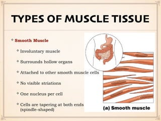TYPES OF MUSCLE TISSUE
Smooth Muscle
Involuntary muscle
Surrounds hollow organs
Attached to other smooth muscle cells
No visible striations
One nucleus per cell
Cells are tapering at both ends
(spindle-shaped)
 