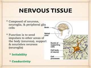 NERVOUS TISSUE
Composed of neurons,
neuroglia, & peripheral glia
cells
Function is to send
impulses to other areas of
the body (neurons), support
& nourishes neurons
(neuroglia)
Irritability
Conductivity
 