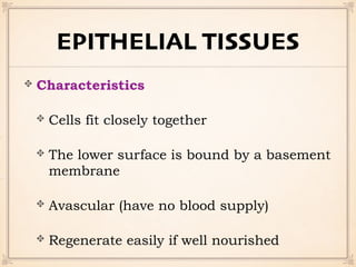 EPITHELIAL TISSUES
Characteristics
Cells fit closely together
The lower surface is bound by a basement
membrane
Avascular (have no blood supply)
Regenerate easily if well nourished
 