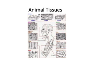 Animal Tissues
 
