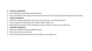 ● Columnar epithelium
⮚ Have cells that are pillar-like and column-like.
⮚ We can find them in the lining of the stomach and intestine. Its function includes absorption and secretion.
● Ciliated epithelium
⮚ When the columnar epithelium tissues have cilia, then they are called epithelium.
⮚ They are present in the lining of the trachea, kidney tubules, etc.
⮚ The rhythmic movement of the cilia helps in the movement of material in one direction.
● Glandular epithelium
⮚ These are modified columnar epithelial tissues.
⮚ Their main function is secretion.
⮚ They are large cells that present in the tear glands, sweat glands, etc.
 