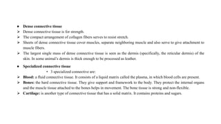 ● Dense connective tissue
⮚ Dense connective tissue is for strength.
⮚ The compact arrangement of collagen fibers serves to resist stretch.
⮚ Sheets of dense connective tissue cover muscles, separate neighboring muscle and also serve to give attachment to
muscle fibers.
⮚ The largest single mass of dense connective tissue is seen as the dermis (specifically, the reticular dermis) of the
skin. In some animal’s dermis is thick enough to be processed as leather.
● Specialized connective tissue
• 3 specialized connective are:
⮚ Blood: a fluid connective tissue. It consists of a liquid matrix called the plasma, in which blood cells are present.
⮚ Bones: the hard connective tissue. They give support and framework to the body. They protect the internal organs
and the muscle tissue attached to the bones helps in movement. The bone tissue is strong and non-flexible.
⮚ Cartilage: is another type of connective tissue that has a solid matrix. It contains proteins and sugars.
 