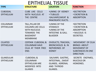 EPITHELIAL TISSUE
TYPE         STRUCTURE             LOCATION              FUNCTION

CUBOIDAL     CUBE LIKE CELLS       •LINING OF KIDNEY     •SECTRETION
EPITHELIUM   WITH NUCLEUS AT       • TUBULES             • EXCRETION &
             THE CENTRE            •SALIVARY,SWEAT &     ABSORPTION
                                   PANCREATIC DUCTS.
COLUMNAR     TALL,PILLAR OR        •LINING OF THE        •SECTRETION
EPITHELIUM   COLUMN LIKE CELLS     STOMACH               • EXCRETION &
             WITH NUCLEUS          •LINING OF THE        ABSORPTION
             TOWARDS THE           INTESTINE & GALL      • MUCOUS IS
             BASEMENT              BLADDER               SECRETED.
             MEMBRANE
CILIATED     CERTAIN CUBOIDAL &    OVIDUCTS, TRACHEA,    MOVEMENT OF CILIA
EPITHELIUM   COLUMNAR HAVE         BRONCHIOLES & IN      BRINGS ABOUT
             CILIA AT THEIR FREE   NEPHRONES OF          MOVEMENT OF
             END.                  KIDNEY                SUBSTANCES IN ONE
                                                         DIRECTION
GLANDULAR    CUBOIDAL &             SALIVARY, GASTRIC,   SECRETE ENZYMES,
EPITHELIUM   COLUMNAR              INTESTINAL , SWEAT    MUCOUS OR
             EPITHELIUM ARE        GLANDS, ADRENAL       HOMONES.
             MODIFIED INTO         AND THYROID
             GLANDS                GLANDS.
 