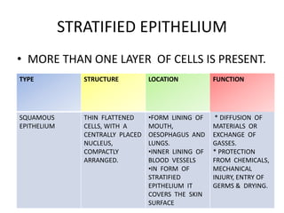 STRATIFIED EPITHELIUM
• MORE THAN ONE LAYER OF CELLS IS PRESENT.
TYPE            STRUCTURE          LOCATION           FUNCTION




SQUAMOUS        THIN FLATTENED     •FORM LINING OF     * DIFFUSION OF
EPITHELIUM      CELLS, WITH A      MOUTH,             MATERIALS OR
                CENTRALLY PLACED   OESOPHAGUS AND     EXCHANGE OF
                NUCLEUS,           LUNGS.             GASSES.
                COMPACTLY          •INNER LINING OF   * PROTECTION
                ARRANGED.          BLOOD VESSELS      FROM CHEMICALS,
                                   •IN FORM OF        MECHANICAL
                                   STRATIFIED         INJURY, ENTRY OF
                                   EPITHELIUM IT      GERMS & DRYING.
                                   COVERS THE SKIN
                                   SURFACE
 