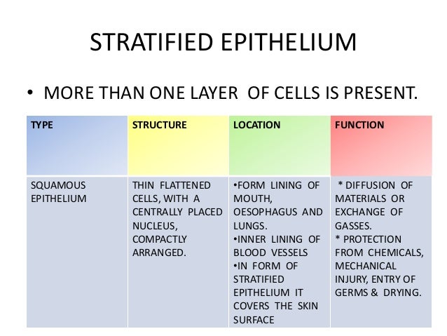 Animal tissues, 9 cbse