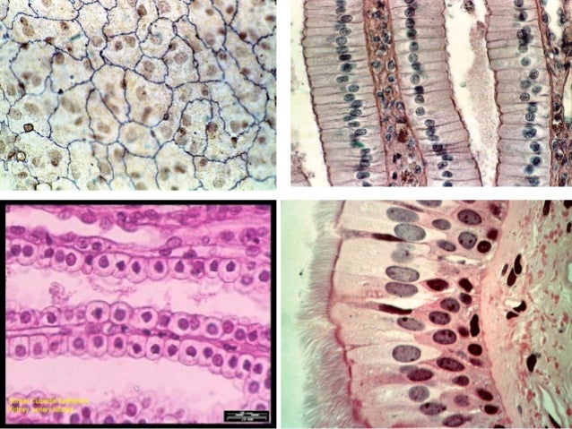 animal tissues 9 cbse