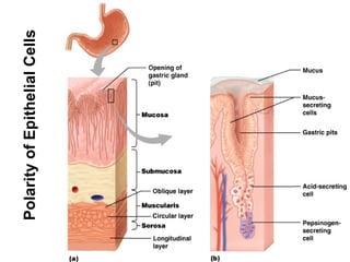 Polarity of Epithelial Cells 