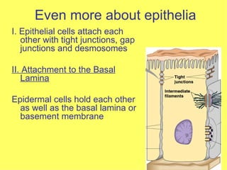 Even more about epithelia I. Epithelial cells attach each other with tight junctions, gap junctions and desmosomes II. Attachment to the Basal Lamina Epidermal cells hold each other as well as the basal lamina or basement membrane 