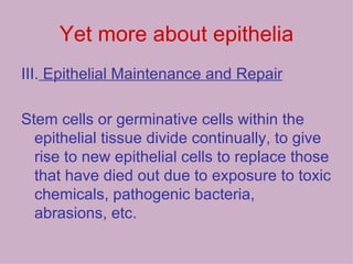 Yet more about epithelia III.  Epithelial Maintenance and Repair Stem cells or germinative cells within the epithelial tissue divide continually, to give rise to new epithelial cells to replace those that have died out due to exposure to toxic chemicals, pathogenic bacteria, abrasions, etc. 