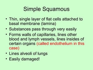 Simple Squamous Thin, single layer of flat cells attached to basal membrane (lamina) Substances pass through very easily Forms walls of capillaries, lines other blood and lymph vessels, lines insides of certain organs  (called endothelium in this case) Lines alveoli of lungs Easily damaged! 